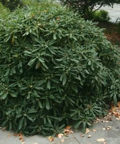 Fast Growing Trees Oriental Paperbush Shrub