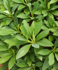 Fast Growing Trees Oriental Paperbush Shrub