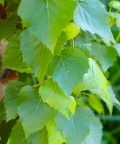 Fast Growing Trees Parkland Pillar® Birch Tree Birch Trees