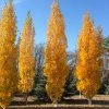 Fast Growing Trees Parkland Pillar® Birch Tree Birch Trees