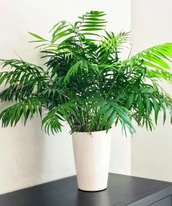 Fast Growing Trees Palm Trees Parlor Palm