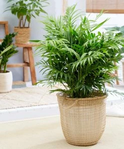 Fast Growing Trees Palm Trees Parlor Palm