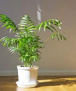 Fast Growing Trees Palm Trees Parlor Palm