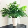 Fast Growing Trees Palm Trees Parlor Palm