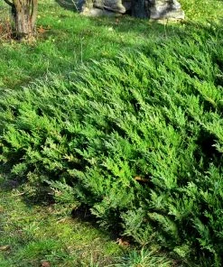 Fast Growing Trees Parson’s Juniper 7 Fast Growing Trees Parson’s Juniper