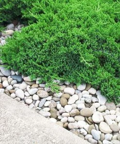 Fast Growing Trees Parson’s Juniper