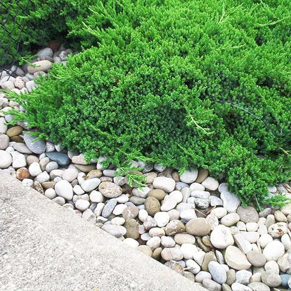 Fast Growing Trees Parson’s Juniper 3 Fast Growing Trees Parson’s Juniper