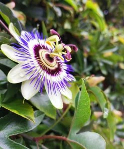 Fast Growing Trees Passion Fruit Vine (Flower)