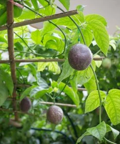 Fast Growing Trees Passion Fruit Vine (Flower)