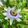 Fast Growing Trees Passion Fruit Vine (Flower)