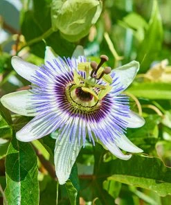 Fast Growing Trees Passion Fruit Vine (Flower)