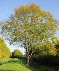 Fast Growing Trees Patmore Green Ash Tree