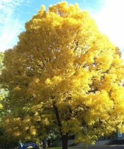 Fast Growing Trees Patmore Green Ash Tree