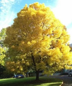 Fast Growing Trees Patmore Green Ash Tree