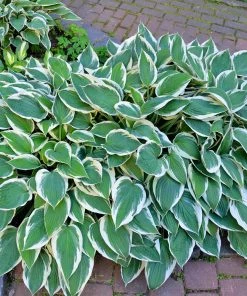 Fast Growing Trees Patriot Hosta Plant