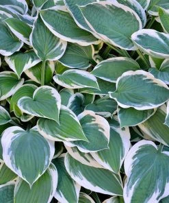 Fast Growing Trees Patriot Hosta Plant 7 Fast Growing Trees Patriot Hosta Plant