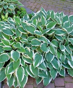 Fast Growing Trees Patriot Hosta Plant