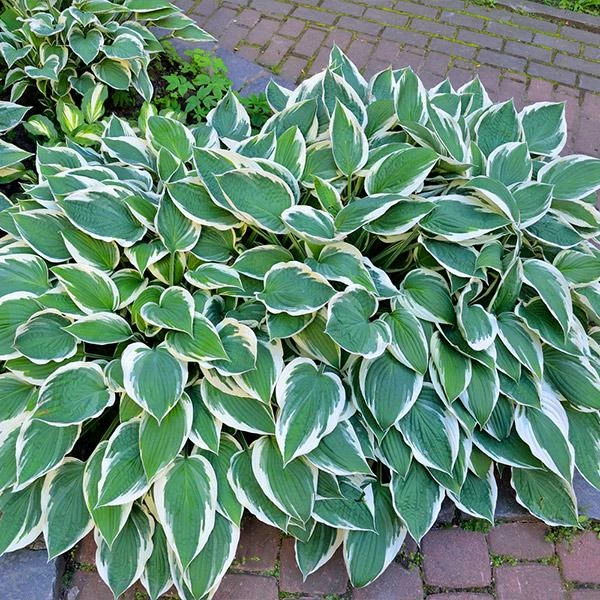 Fast Growing Trees Patriot Hosta Plant 3 Fast Growing Trees Patriot Hosta Plant