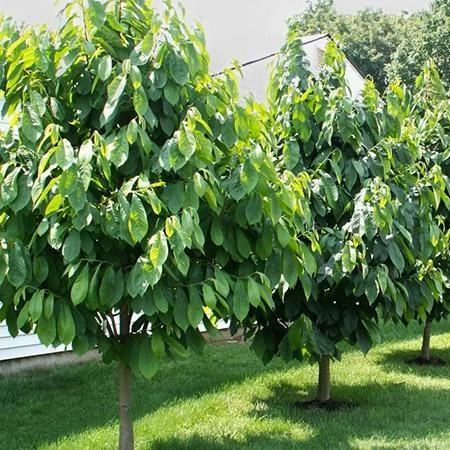 Fast Growing Trees American Paw Paw Tree Deer Resistant Plants 6 Fast Growing Trees American Paw Paw Tree Deer Resistant Plants