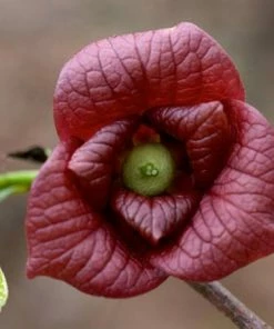 Fast Growing Trees American Paw Paw Tree Deer Resistant Plants 8 Fast Growing Trees American Paw Paw Tree Deer Resistant Plants