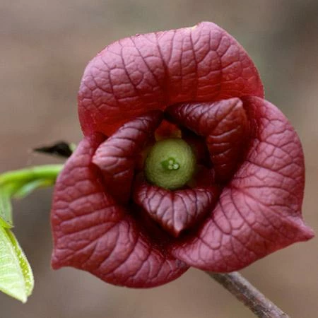 Fast Growing Trees American Paw Paw Tree Deer Resistant Plants 5 Fast Growing Trees American Paw Paw Tree Deer Resistant Plants