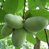 Fast Growing Trees American Paw Paw Tree Deer Resistant Plants