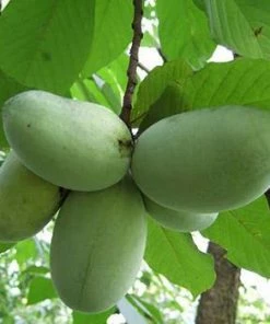 Fast Growing Trees American Paw Paw Tree Deer Resistant Plants