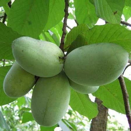 Fast Growing Trees American Paw Paw Tree Deer Resistant Plants 4 Fast Growing Trees American Paw Paw Tree Deer Resistant Plants