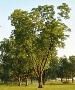 Fast Growing Trees Pawnee Pecan Tree Nut Trees 8 Fast Growing Trees Pawnee Pecan Tree Nut Trees