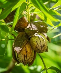 Fast Growing Trees Pawnee Pecan Tree Nut Trees