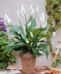 Fast Growing Trees Peace Lily Plant Air Purifying House Plants