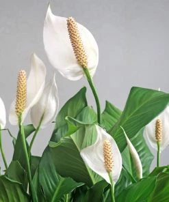 Fast Growing Trees Peace Lily Plant Air Purifying House Plants