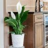 Fast Growing Trees Peace Lily Plant Air Purifying House Plants