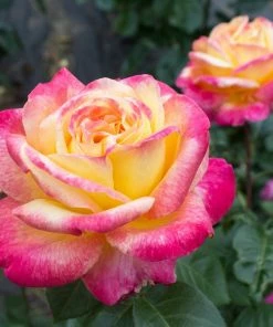 Fast Growing Trees Peace Rose