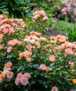 Fast Growing Trees Roses Peach Drift® Rose