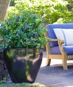 Fast Growing Trees Bushel And Berry® Peach Sorbet™ Blueberry Bush Blueberry Bushes