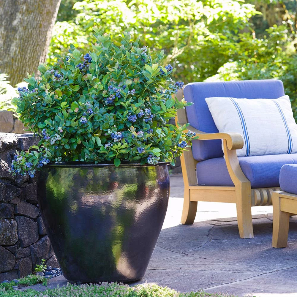 Fast Growing Trees Bushel And Berry® Peach Sorbet™ Blueberry Bush Blueberry Bushes 4 Fast Growing Trees Bushel And Berry® Peach Sorbet™ Blueberry Bush Blueberry Bushes