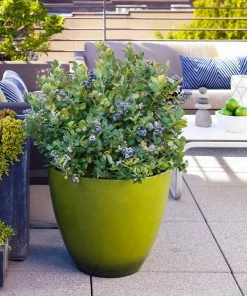 Fast Growing Trees Bushel And Berry® Peach Sorbet™ Blueberry Bush Blueberry Bushes 12 Fast Growing Trees Bushel And Berry® Peach Sorbet™ Blueberry Bush Blueberry Bushes