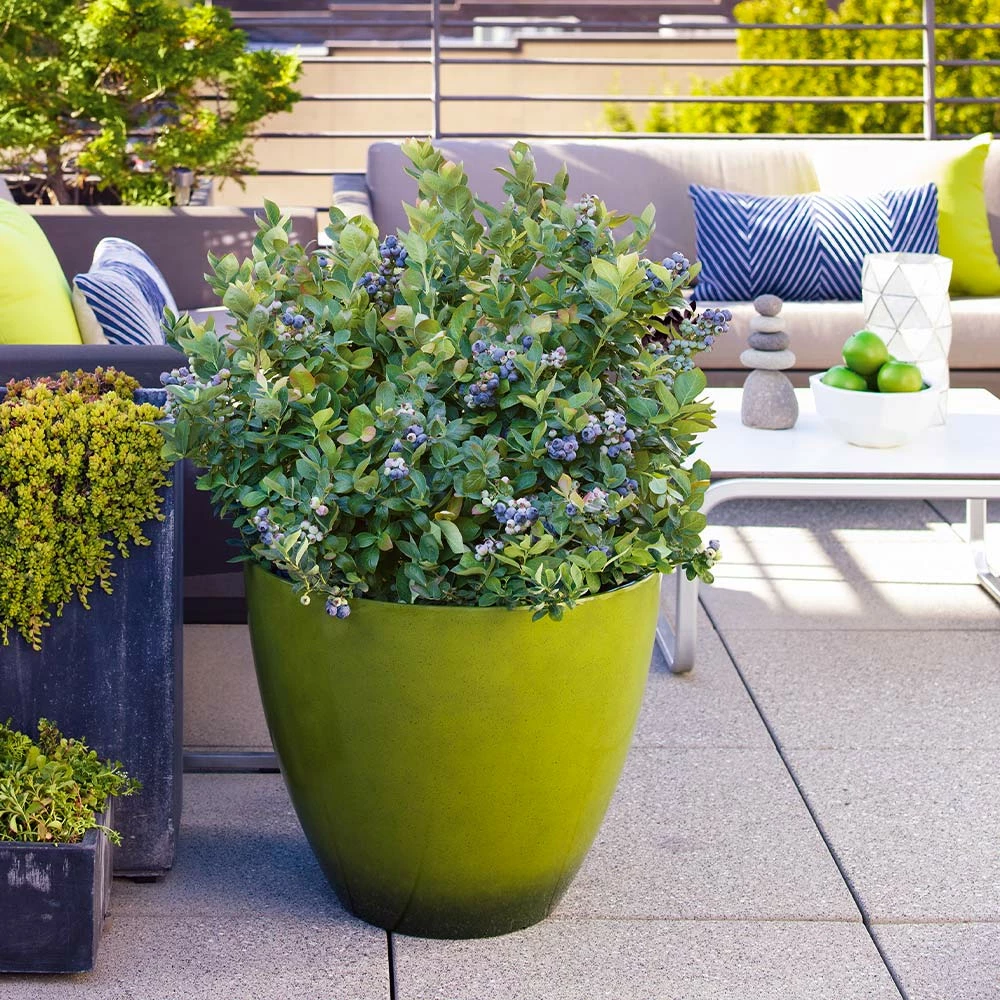 Fast Growing Trees Bushel And Berry® Peach Sorbet™ Blueberry Bush Blueberry Bushes 6 Fast Growing Trees Bushel And Berry® Peach Sorbet™ Blueberry Bush Blueberry Bushes