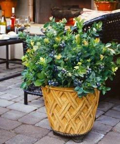 Fast Growing Trees Bushel And Berry® Peach Sorbet™ Blueberry Bush Blueberry Bushes 14 Fast Growing Trees Bushel And Berry® Peach Sorbet™ Blueberry Bush Blueberry Bushes