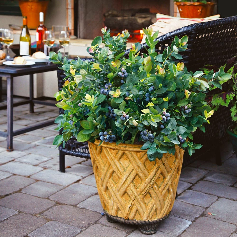 Fast Growing Trees Bushel And Berry® Peach Sorbet™ Blueberry Bush Blueberry Bushes 8 Fast Growing Trees Bushel And Berry® Peach Sorbet™ Blueberry Bush Blueberry Bushes