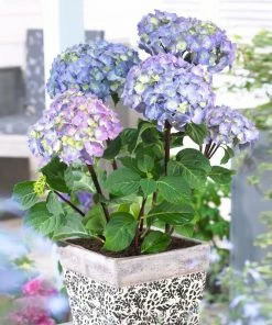 Fast Growing Trees Hydrangea Shrubs Peacock Hydrangea