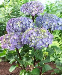 Fast Growing Trees Hydrangea Shrubs Peacock Hydrangea