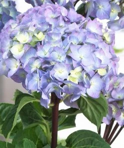 Fast Growing Trees Hydrangea Shrubs Peacock Hydrangea