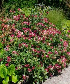 Fast Growing Trees Peaches & Cream Honeysuckle Vine