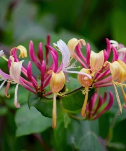 Fast Growing Trees Peaches & Cream Honeysuckle Vine