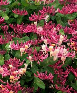 Fast Growing Trees Peaches & Cream Honeysuckle Vine