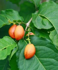 Fast Growing Trees See All Fruit Trees Peanut Butter Fruit Tree