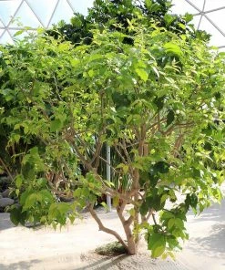 Fast Growing Trees See All Fruit Trees Peanut Butter Fruit Tree