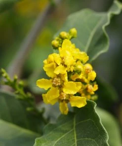 Fast Growing Trees See All Fruit Trees Peanut Butter Fruit Tree